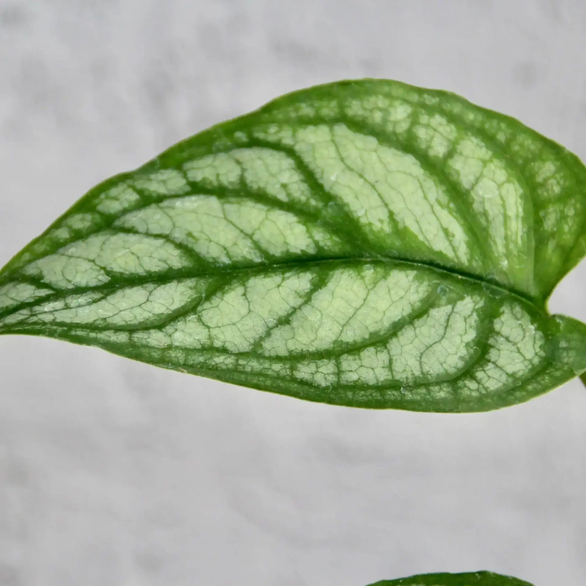 Monstera Siltepecana baby 4 monstera-siltepecana-rastlinkovo