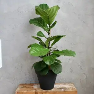 ficus-lyrata-fikus-rastlinkovo