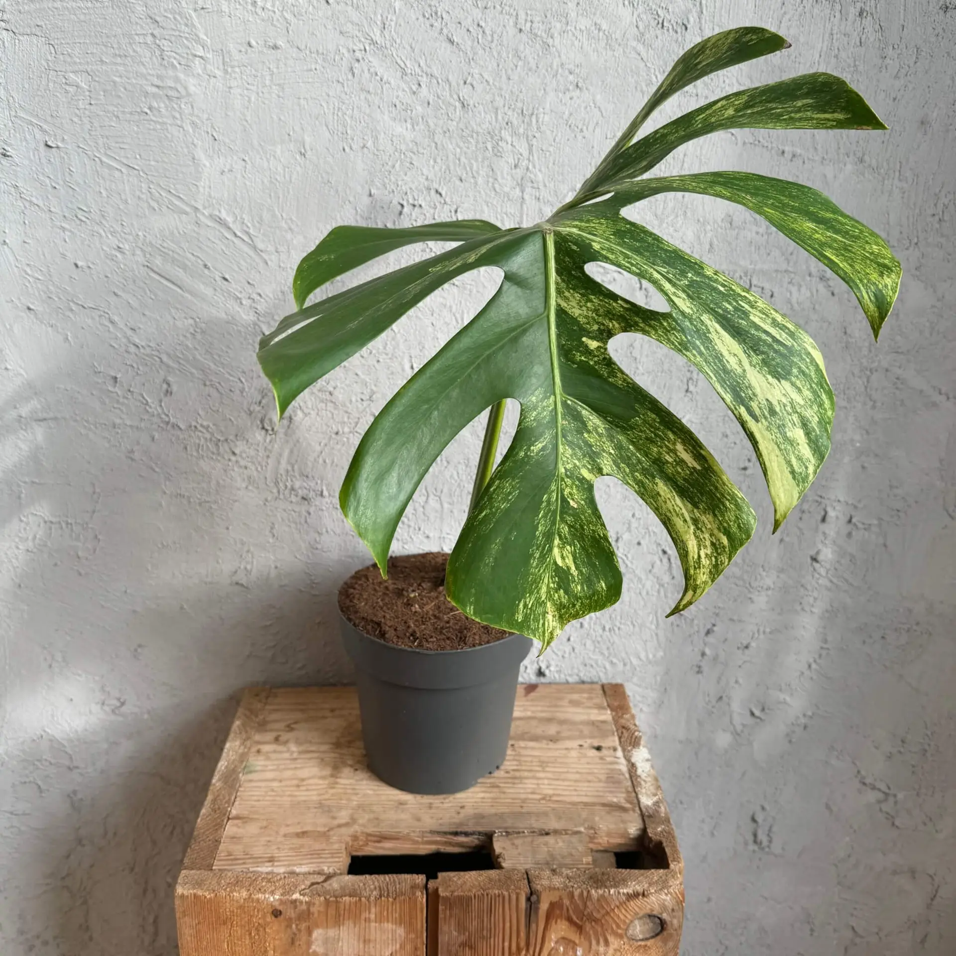 Monstera Aurea - zakorenený spodok rastliny 1 2 Monstera aurea - rastlina so žltými listami