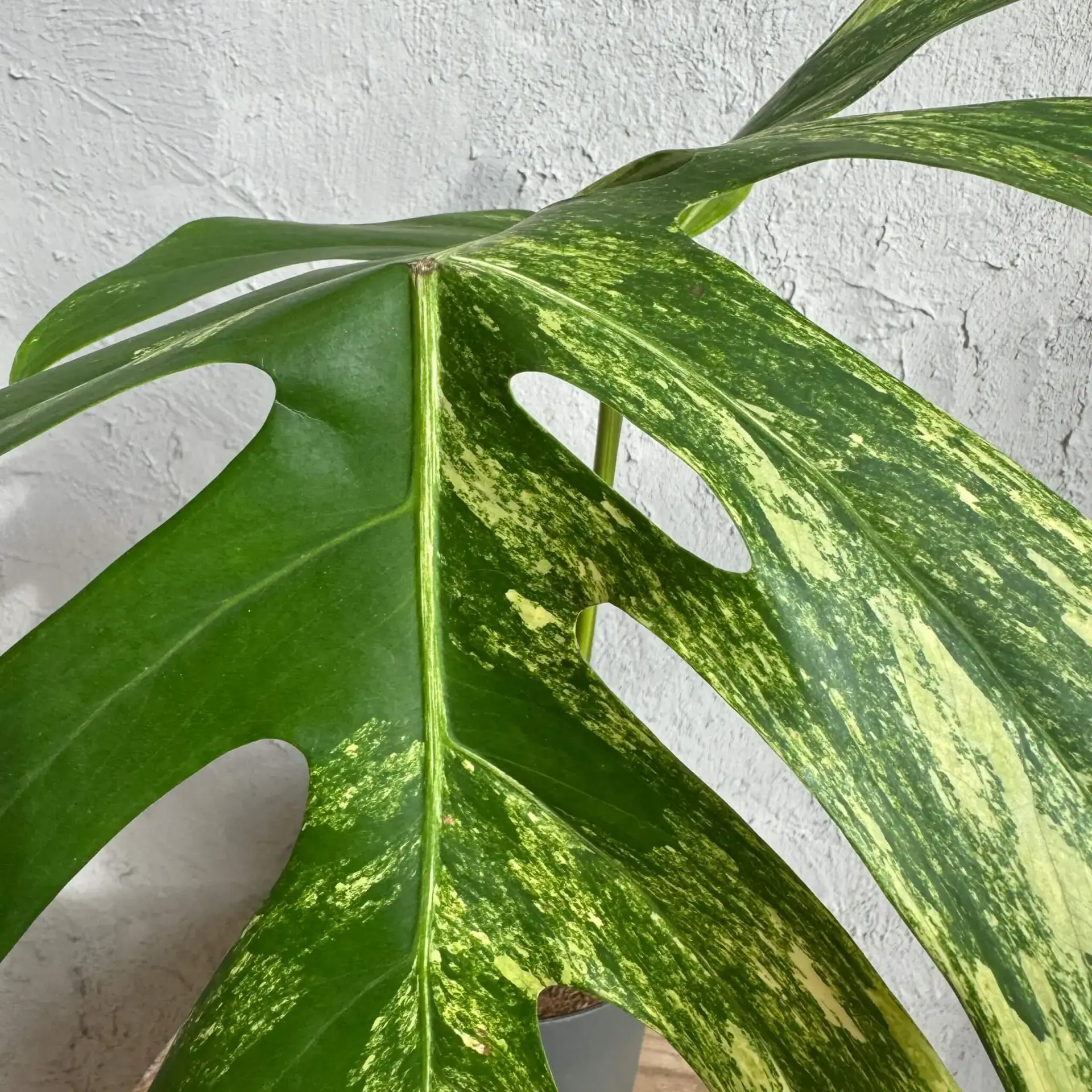Monstera Aurea - zakorenený spodok rastliny 1 3 Monstera aurea - rastlina so žltými listami