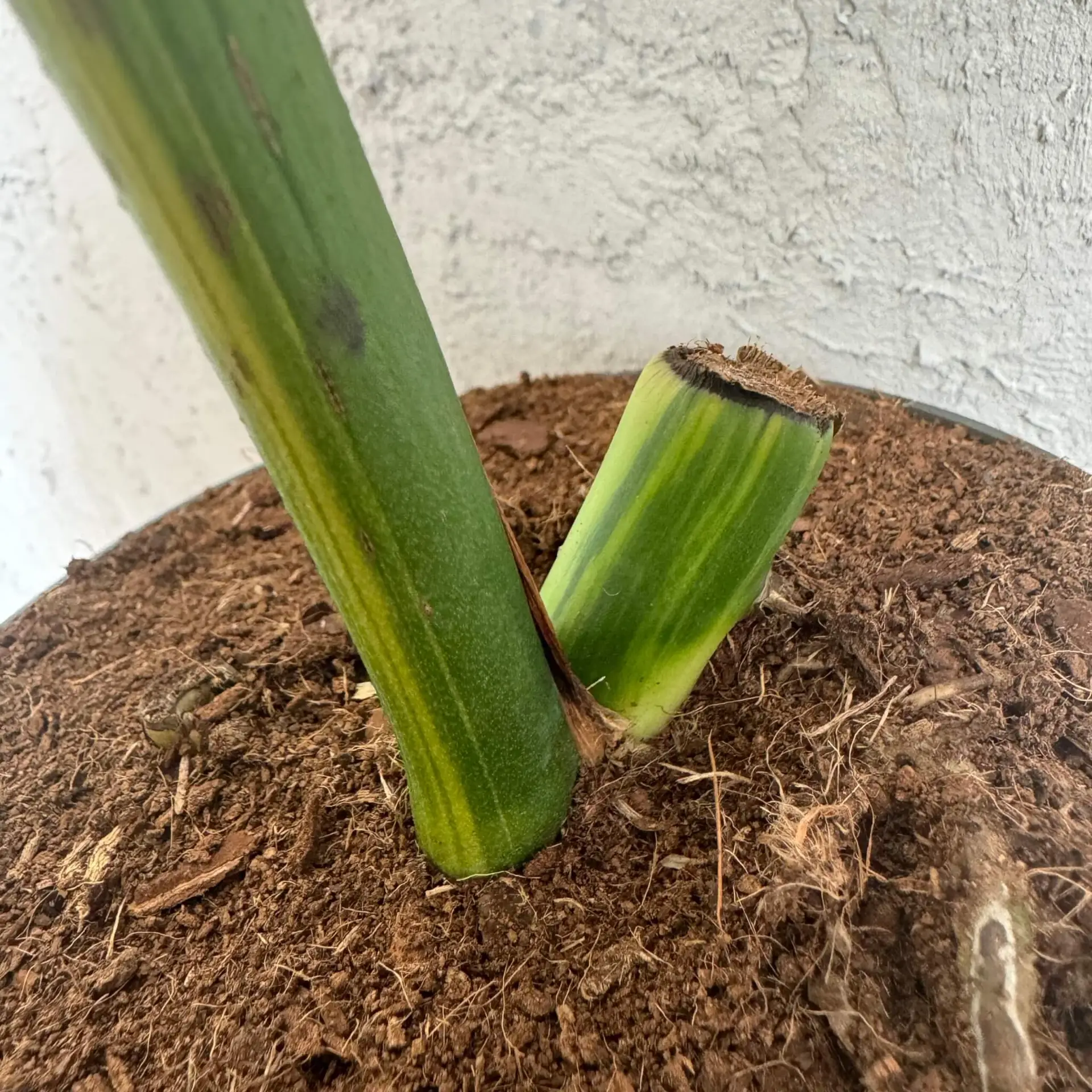 Monstera Aurea - zakorenený spodok rastliny 1 5 Monstera aurea - rastlina so žltými listami