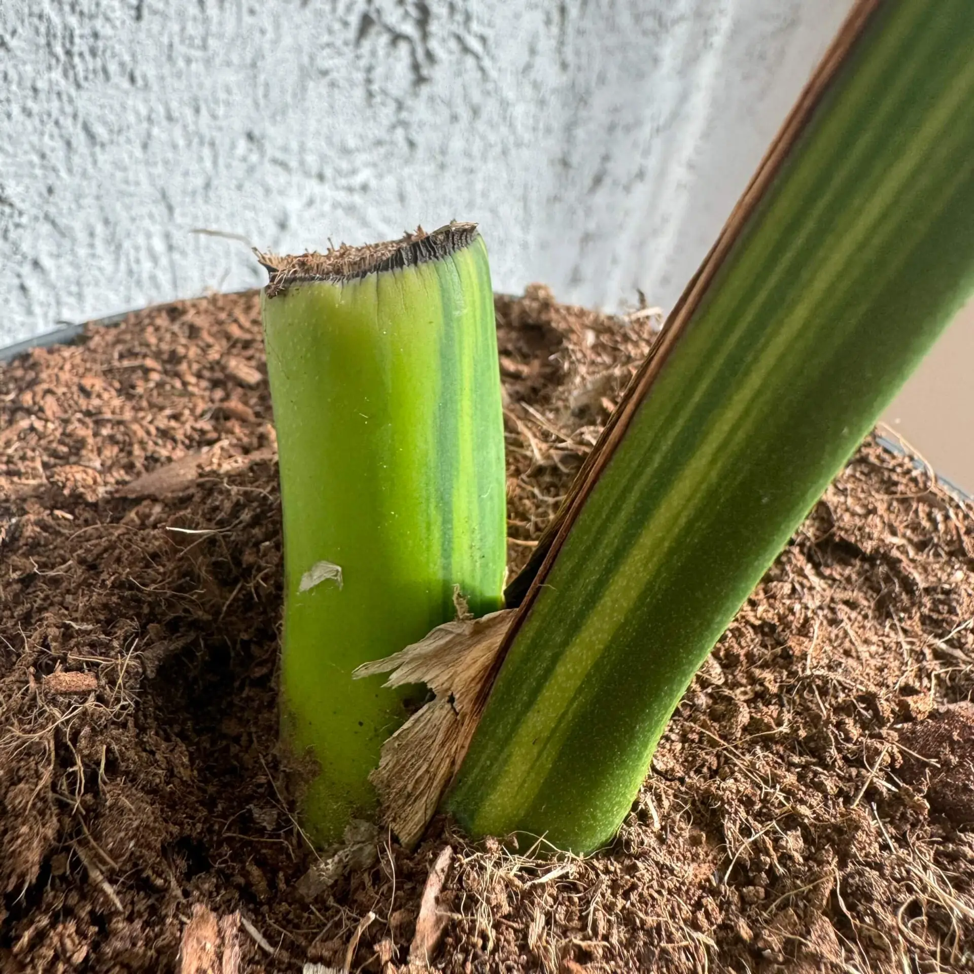 Monstera Aurea - zakorenený spodok rastliny 1 4 Monstera aurea - rastlina so žltými listami