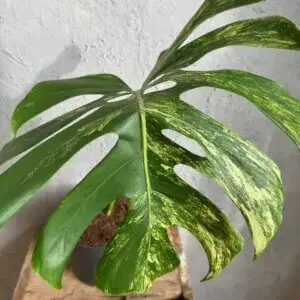 Monstera aurea - rastlina so žltými listami