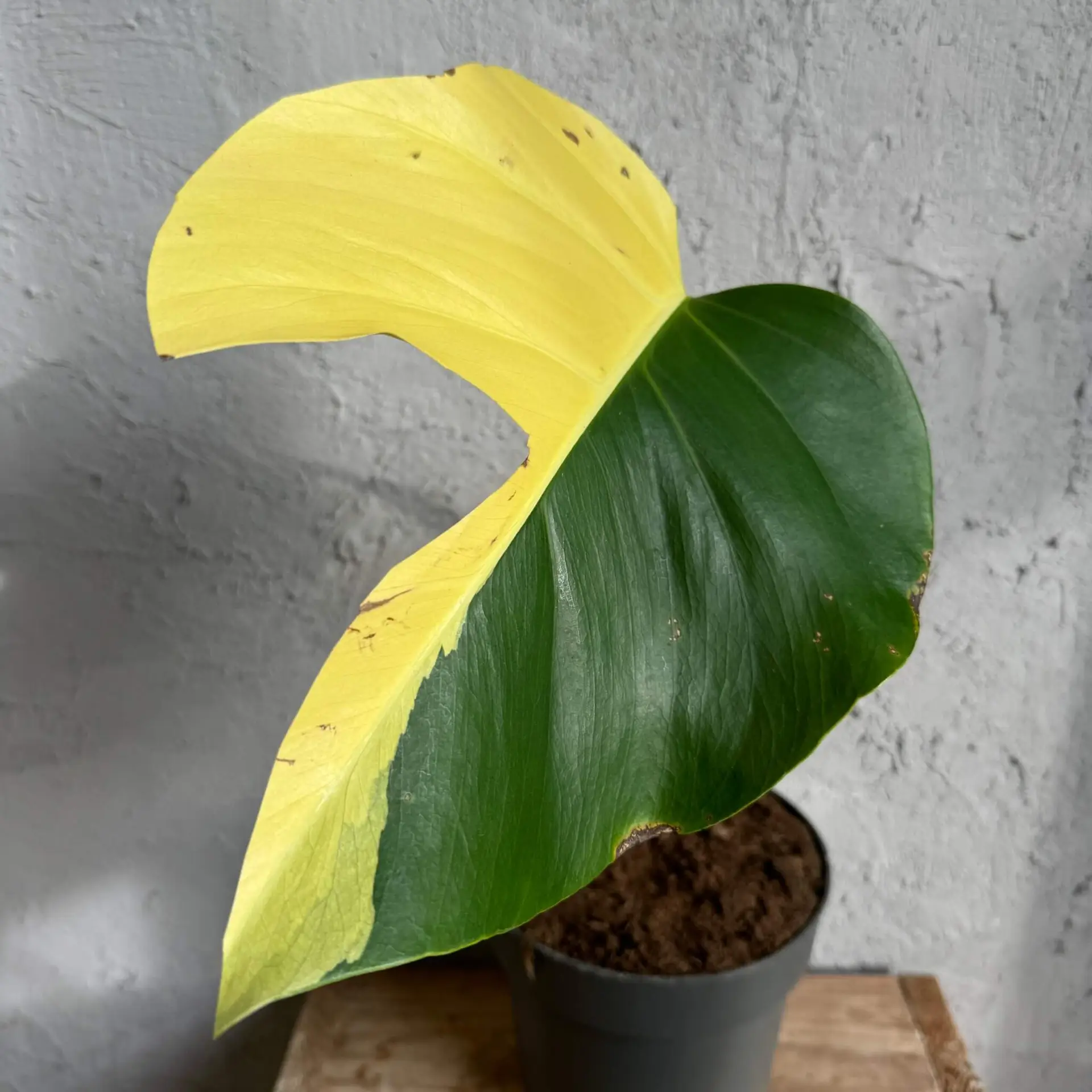 Monstera Aurea - zakorenený spodok rastliny 2
