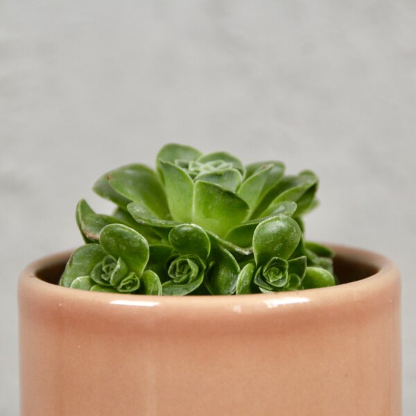 aeonium-rosetta-rastlinkovo