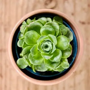 aeonium-rosetta-rastlinkovo