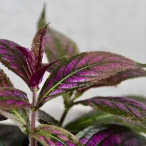 Strobilanthes-rastlinkovo