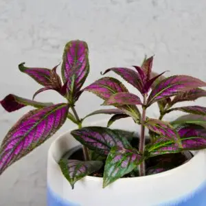 Strobilanthes-rastlinkovo