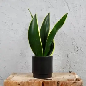 sansevieria-black-gold-rastlinkovo