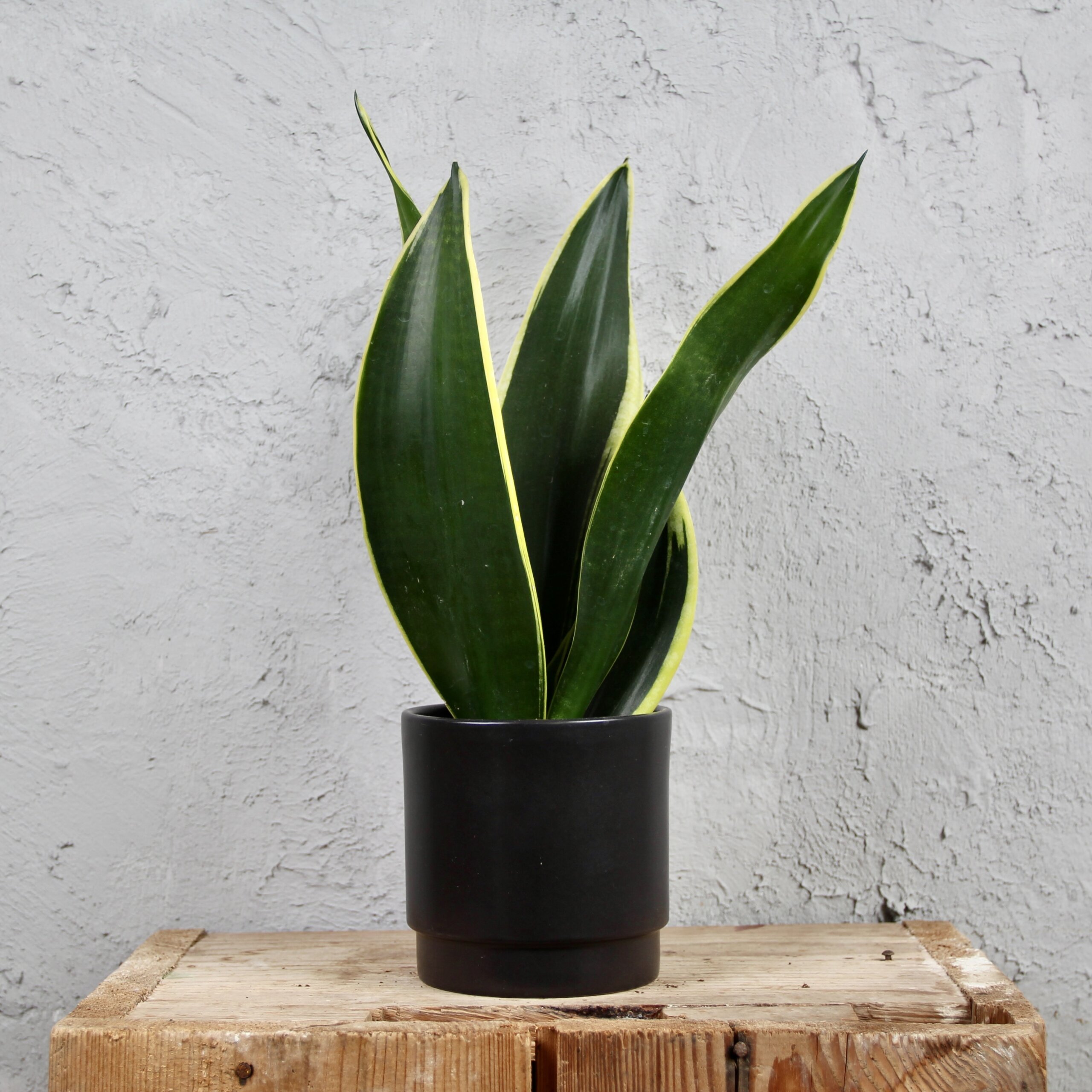 sansevieria-black-gold-rastlinkovo