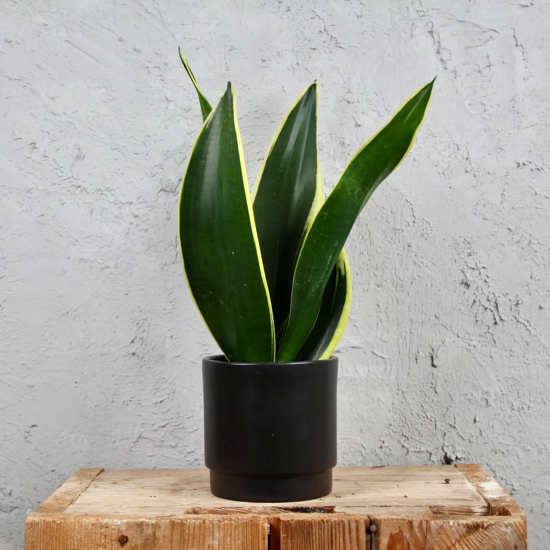 Sansevieria svokrine jazyky Trifasciata Hahnii Black Gold 2 sansevieria-black-gold-rastlinkovo