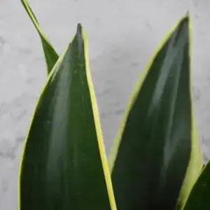 sansevieria-black-gold-rastlinkovo