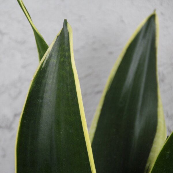 sansevieria-black-gold-rastlinkovo