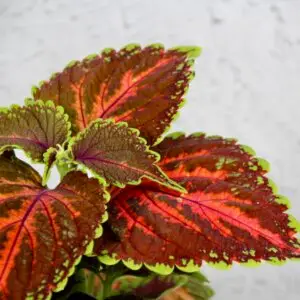 coleus-blumei-wizard-coral-sunrise-rastlinkovo