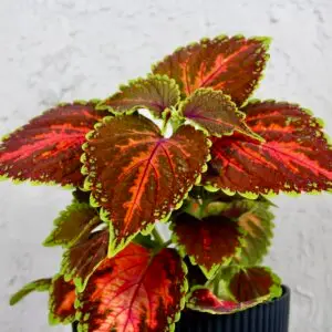 coleus-blumei-wizard-coral-sunrise-rastlinkovo