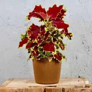 coleus-blumei-wizard-trusty-rusty-rastlinkovo