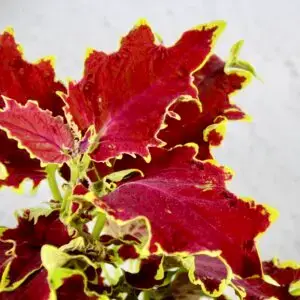 coleus-blumei-wizard-trusty-rusty-rastlinkovo