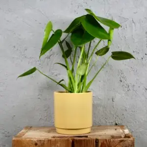 monstera-deliciosa-rastlinkovo