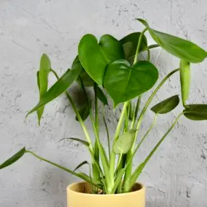 monstera-deliciosa-rastlinkovo