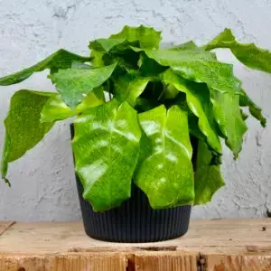 calathea-musaica-rastlinkovo