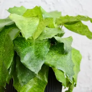 calathea-musaica-rastlinkovo