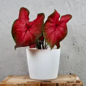 caladium-flare-rastlinkovo