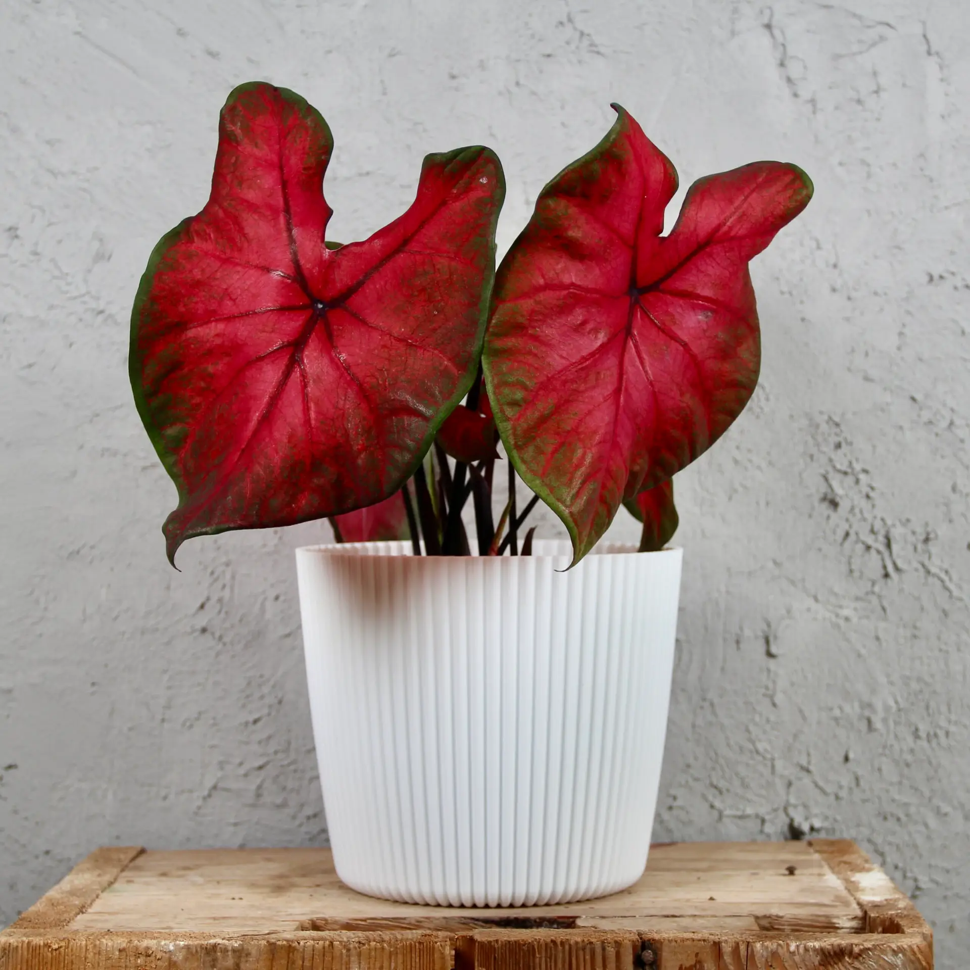 Caladium Postman Joyner 2 caladium-flare-rastlinkovo
