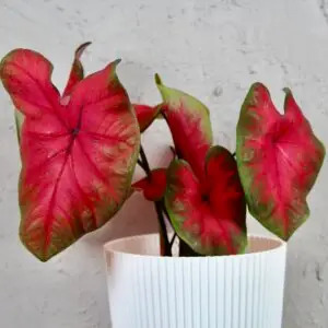 a plant in a white pot