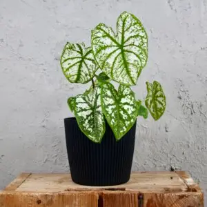 caladium-white-christmas-rastlinkovo