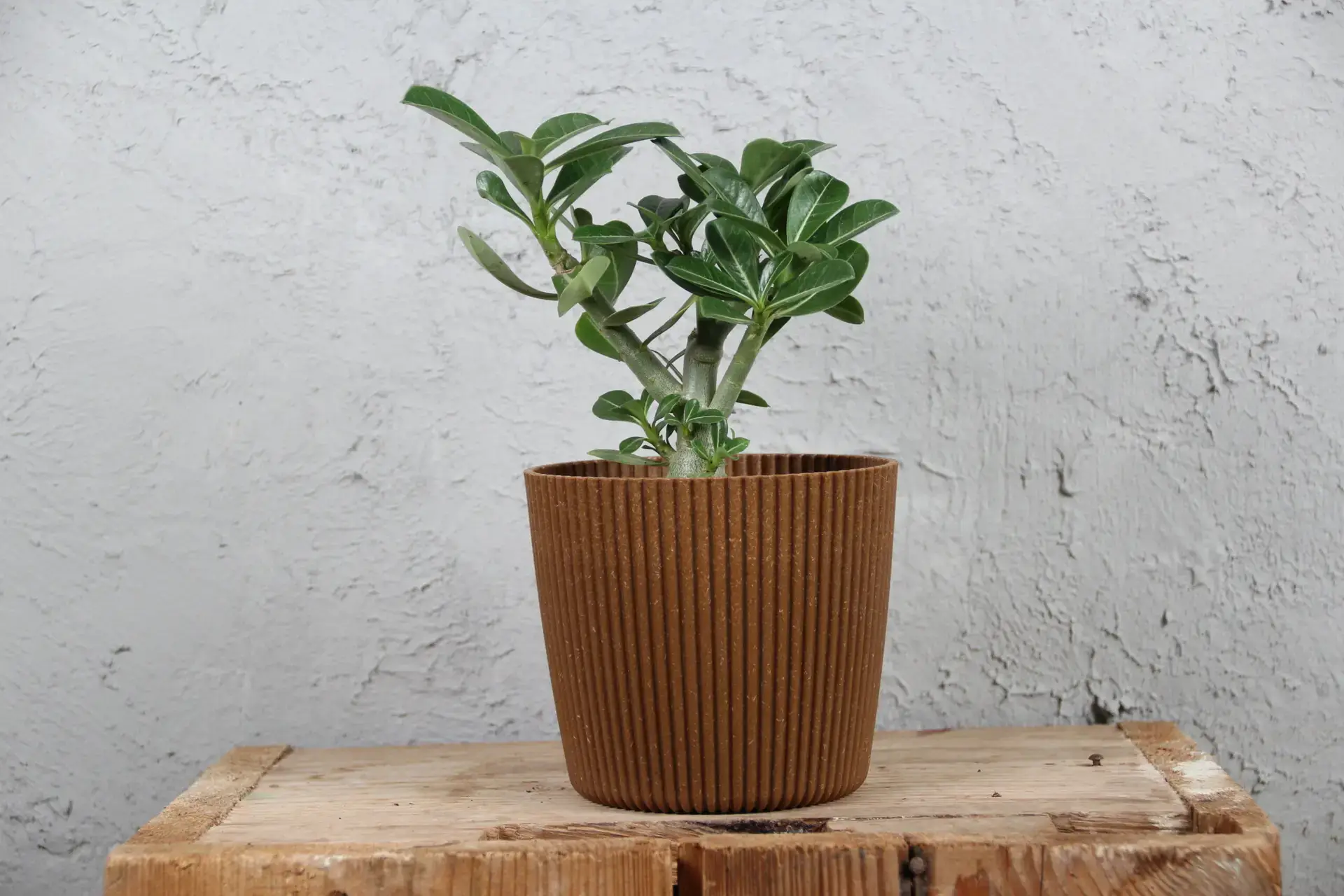 Adenium obesum - Púštna ruža menšia 1 adenium-obesum-rastlinkovo