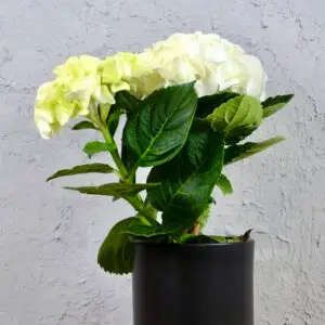 hydrangea-hortenzia-rastlinkovo