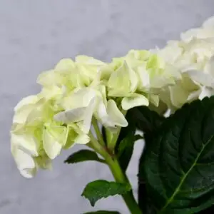 hydrangea-hortenzia-rastlinkovo