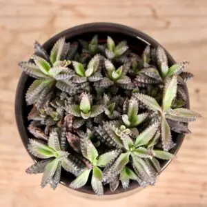 kalanchoe-daigremontiana-sukulent-rastlinkovo