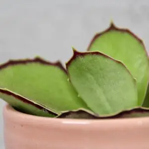 kalanchoe-synsepala-sukulent-rastlinkovo
