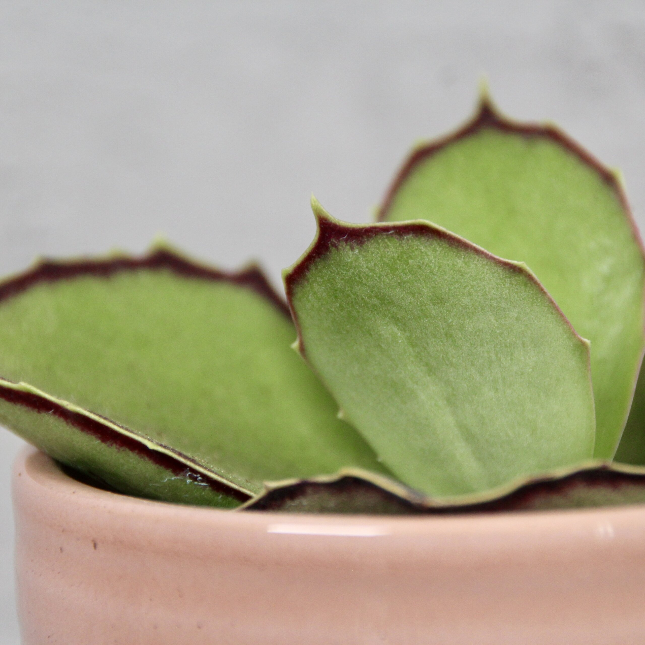 Kalanchoe Synsepala