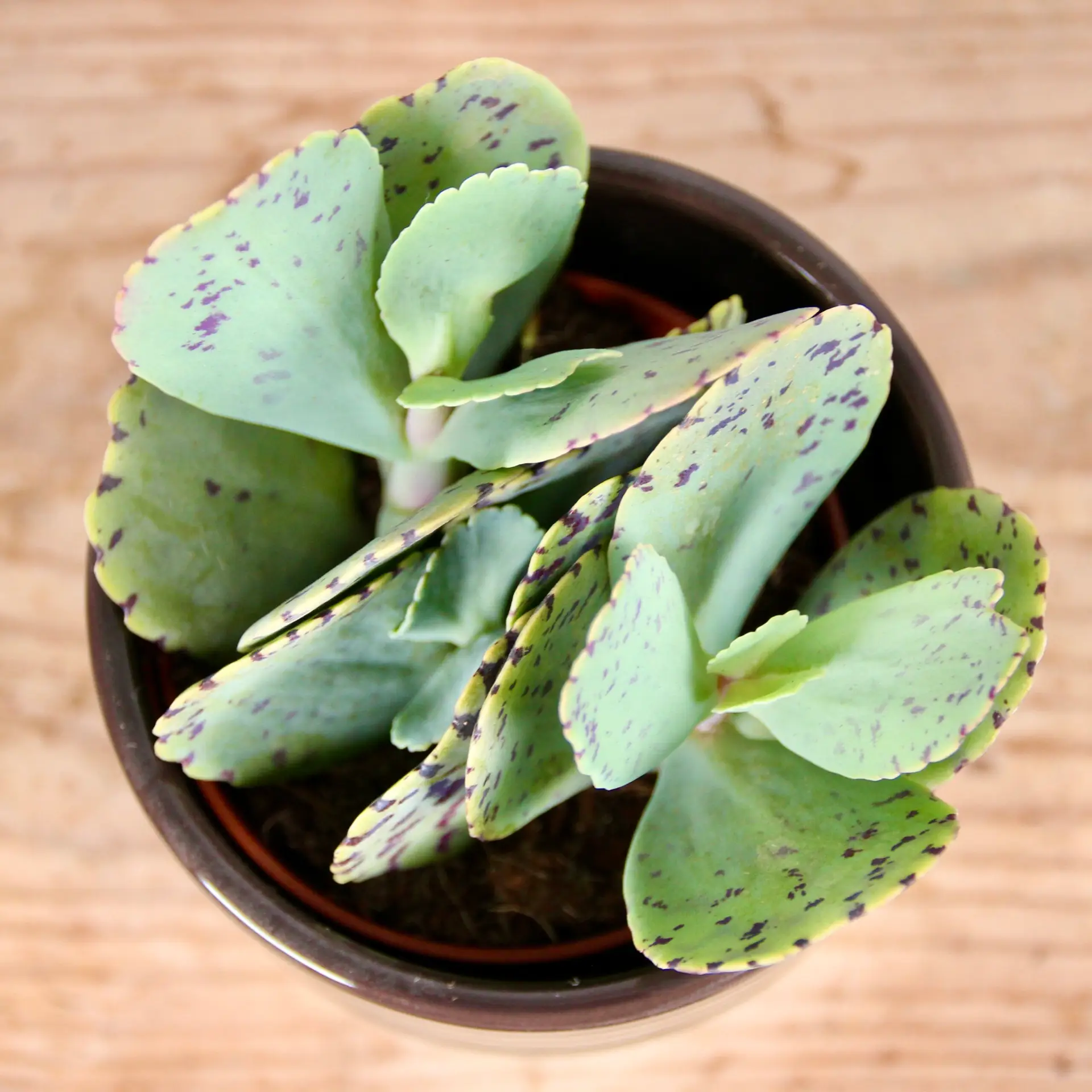Kalanchoe Marmorata 2 Kalanchoe-marmorata-rastlinkovo