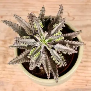 kalanchoe-houghtonii-rastlinkovo