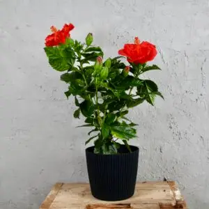 Hibiscus-ibistek-cinsky-rosa-sinensis-rastlinkovo