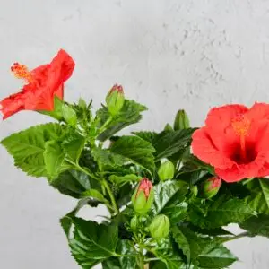 Hibiscus-ibistek-cinsky-rosa-sinensis-rastlinkovo