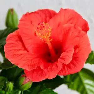 Hibiscus-ibistek-cinsky-rosa-sinensis-rastlinkovo