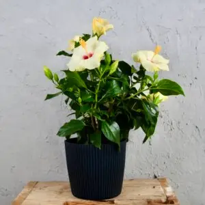 Hibiscus-ibistek-cinsky-rosa-sinensis-rastlinkovo