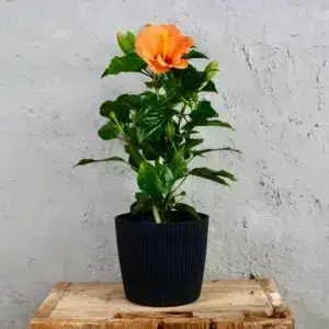 Hibiscus-ibistek-cinsky-rosa-sinensis-rastlinkovo