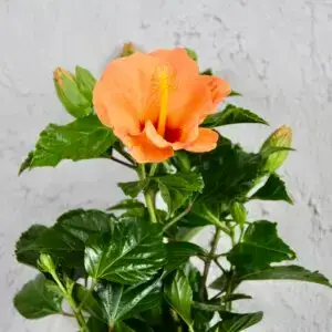 Hibiscus-ibistek-cinsky-rosa-sinensis-rastlinkovo