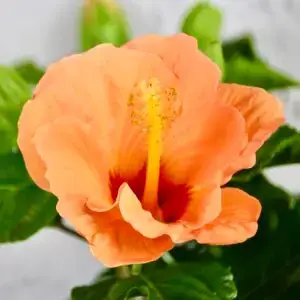 Hibiscus-ibistek-cinsky-rosa-sinensis-rastlinkovo