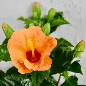Hibiscus-ibistek-cinsky-rosa-sinensis-rastlinkovo