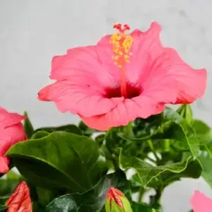 Hibiscus-ibistek-cinsky-rosa-sinensis-rastlinkovo