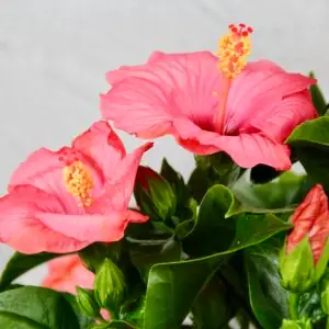 Hibiscus-ibistek-cinsky-rosa-sinensis-rastlinkovo