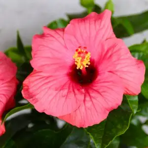 Hibiscus-ibistek-cinsky-rosa-sinensis-rastlinkovo