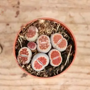 lithopsy-zive-kamene-rastlinkovo