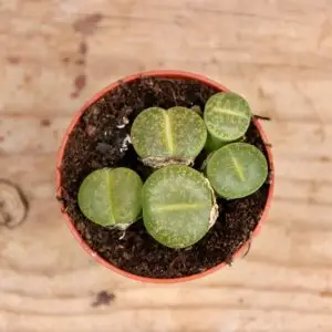 lithopsy-zive-kamene-rastlinkovo